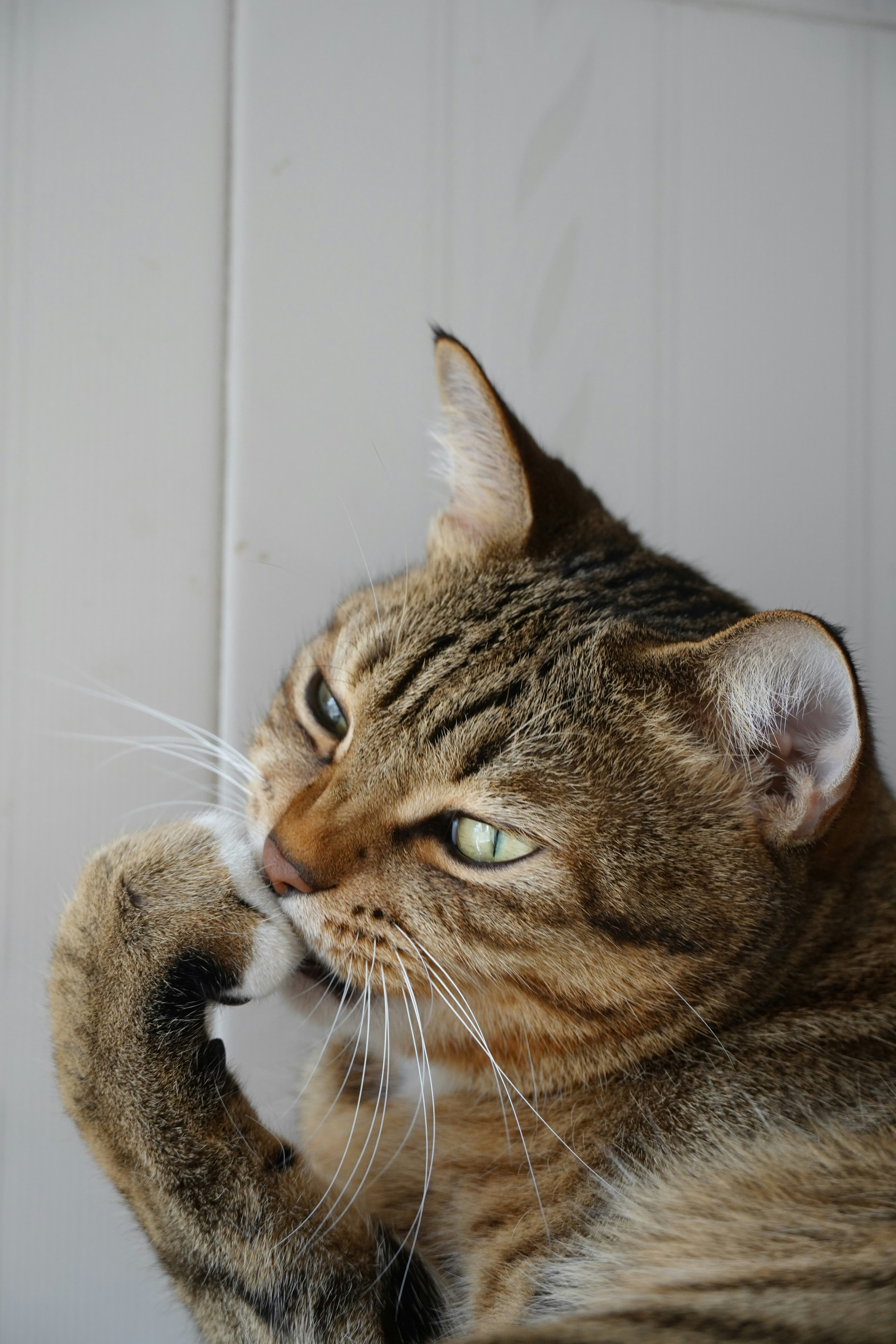 Cat Sitting Image